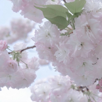 耿马FurryQQ群介绍